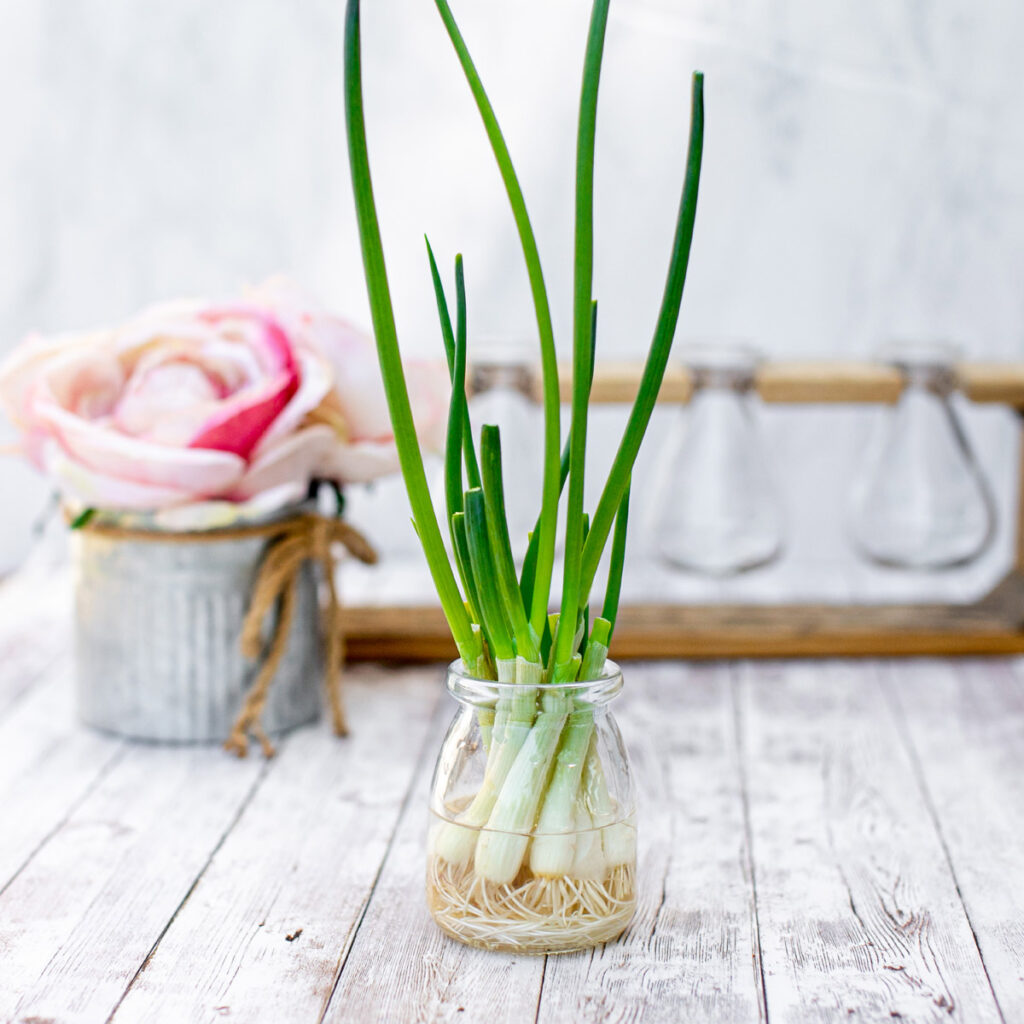 How to Grow Green Onions from Scraps FOOD is Four Letter Word